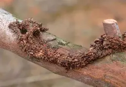 蛾?捜呑M?C箒お?Po@哱鎗C-开云体育官网